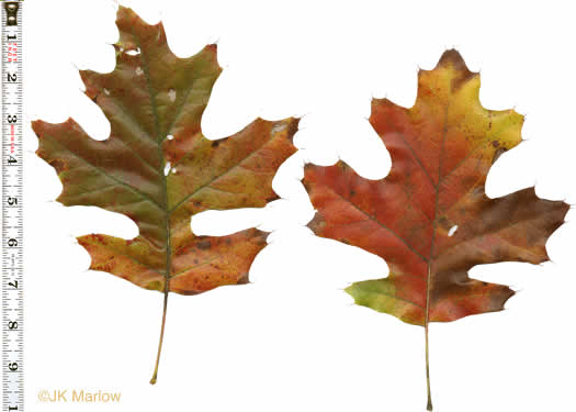 Quercus velutina, Black Oak