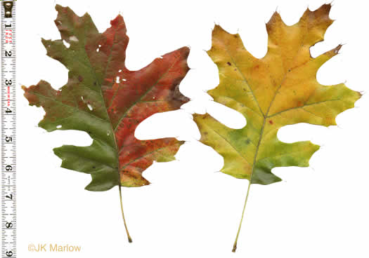 image of Quercus velutina, Black Oak