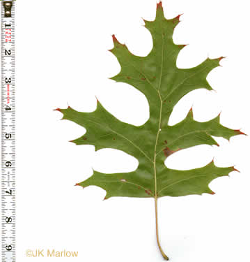 image of Quercus coccinea, Scarlet Oak