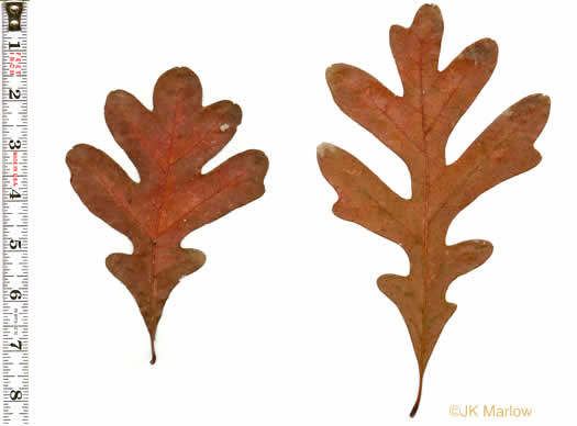 image of Quercus alba, White Oak