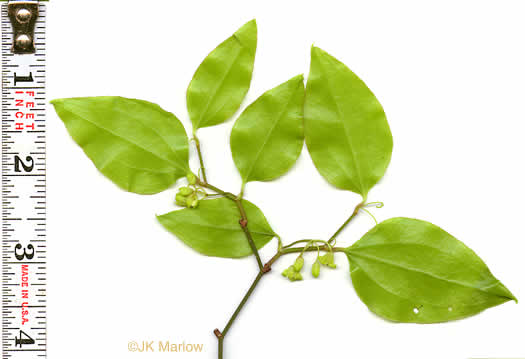 image of Smilax rotundifolia, Common Greenbrier, Common Catbrier, Bullbrier, Horsebrier