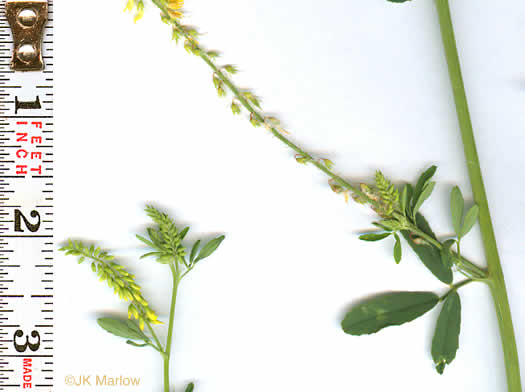 image of Melilotus officinalis, Yellow Sweetclover, Yellow Melilot, Ribbed Melilot