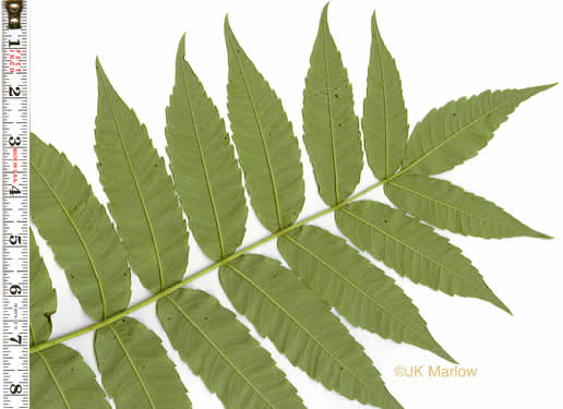 image of Rhus glabra, Smooth Sumac, Common Sumac