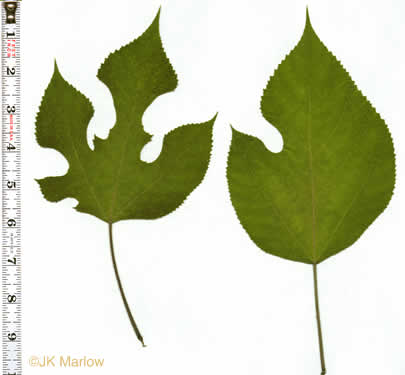 image of Broussonetia papyrifera, Paper Mulberry