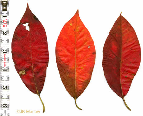 Nyssa sylvatica, Blackgum, Black Tupelo, Sour Gum