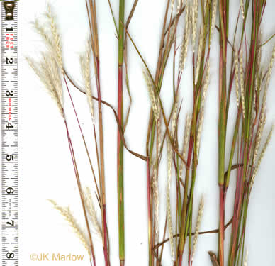 image of Andropogon ternarius, Splitbeard Bluestem, Silvery Bluestem