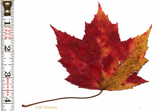 image of Acer rubrum var. rubrum, Eastern Red Maple