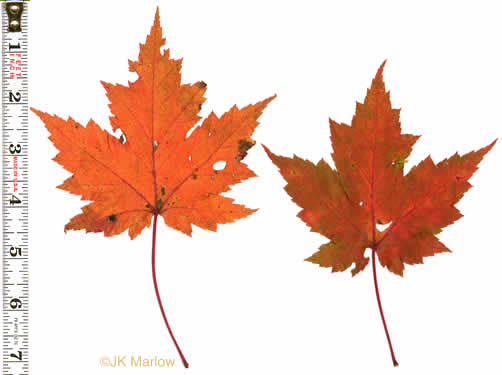 image of Acer rubrum var. rubrum, Eastern Red Maple