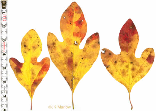 image of Sassafras albidum, Sassafras