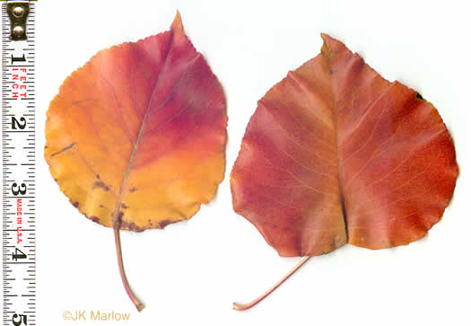 image of Pyrus calleryana, Bradford Pear, Callery Pear