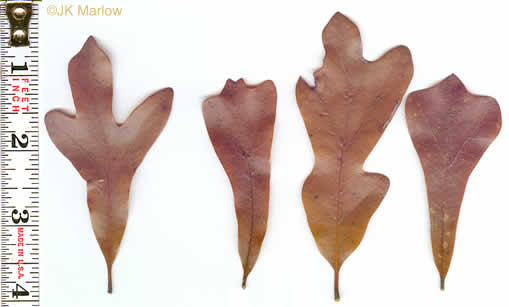 image of Quercus nigra, Water Oak, Paddle Oak