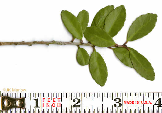 image of Ilex vomitoria, Yaupon Holly, Yaupon