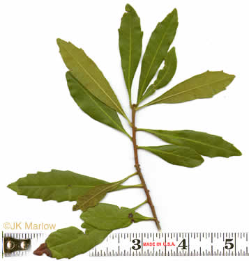 image of Morella cerifera, Common Wax-myrtle, Southern Bayberry