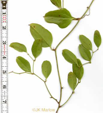 image of Smilax auriculata, Dune Greenbrier