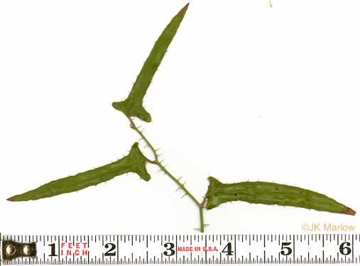 image of Smilax bona-nox var. bona-nox, Fringed Greenbrier, Catbrier, Stretchberry, Tramp's Trouble