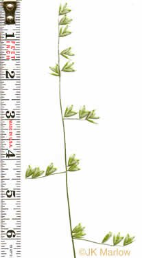 panicle