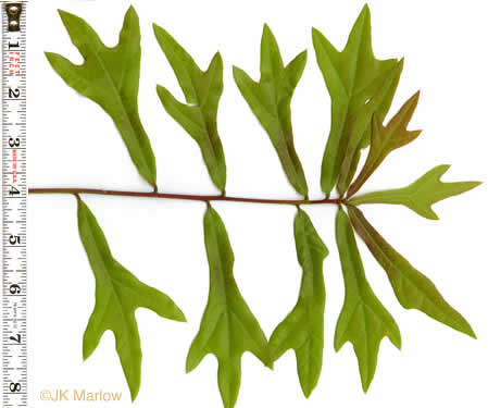 image of Quercus nigra, Water Oak, Paddle Oak