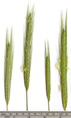 Secale cereale, Cereal Rye, Cultivated Rye