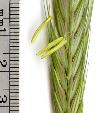 image of Secale cereale, Cereal Rye, Cultivated Rye