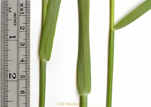 image of Secale cereale, Cereal Rye, Cultivated Rye