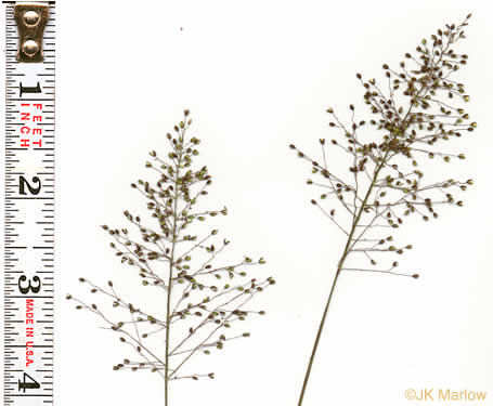 panicle