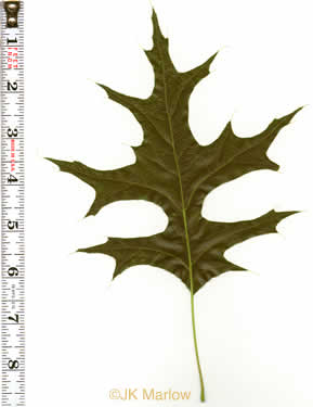 image of Quercus palustris, Pin Oak