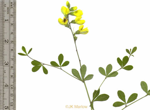 image of Baptisia tinctoria, Horsefly Weed, Yellow Wild Indigo, Yellow False-indigo, Rattleweed