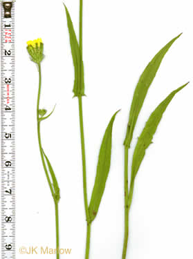 image of Pyrrhopappus carolinianus, Carolina False-dandelion, Carolina Desert-chicory