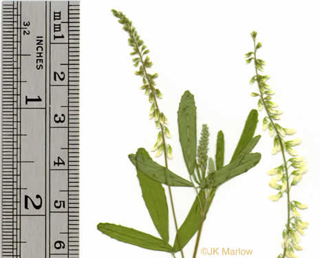 image of Melilotus albus, White Sweetclover, White Melilot