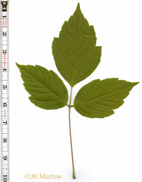 image of Acer negundo var. negundo, Eastern Box Elder, Ash-leaved Maple, River Maple