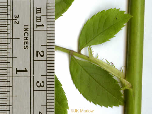 image of Rosa multiflora, Multiflora Rose