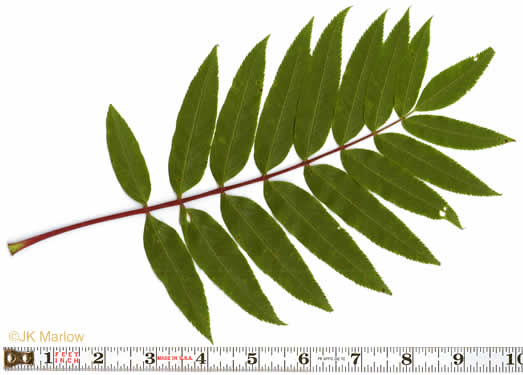 image of Sorbus americana, American Mountain-ash, American Rowan