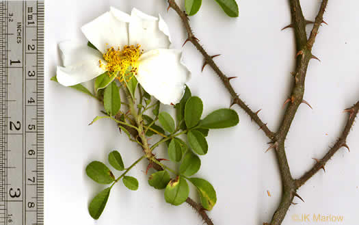 image of Rosa bracteata, McCartney Rose, Chickasaw Rose