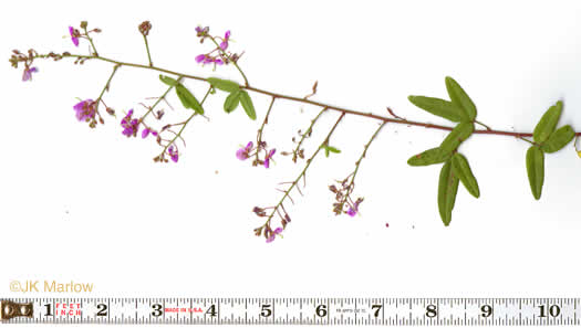 image of Desmodium paniculatum var. paniculatum, Panicled Tick-trefoil