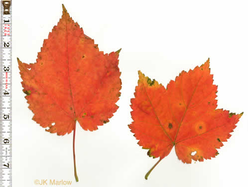 image of Acer spicatum, Mountain Maple