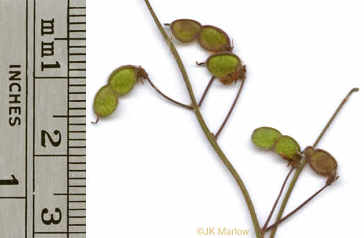 image of Desmodium ciliare, Hairy Small-leaf Tick-trefoil, Littleleaf Tick-trefoil