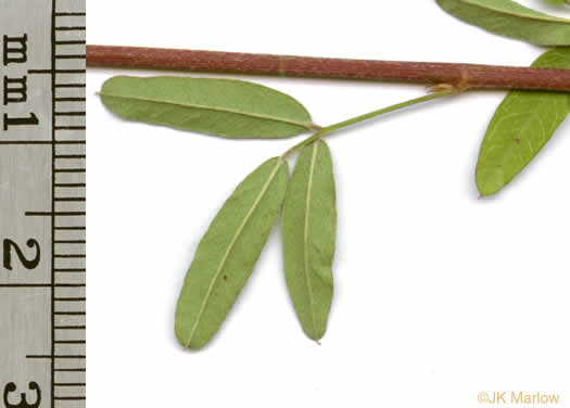 Lespedeza virginica, Virginia Lespedeza, Slender Lespedeza, Virginia Bush-clover, Slender Bush-clover