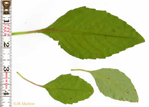 image of Impatiens capensis, Spotted Jewelweed, Spotted Touch-me-not, Orange Jewelweed, Orange Touch-me-not