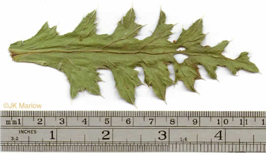 image of Carduus nutans, Nodding Thistle, Musk Thistle