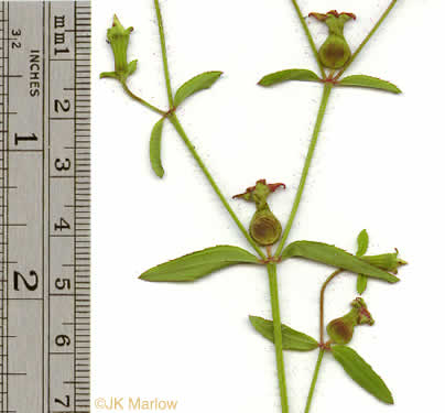 image of Rhexia mariana var. mariana, Pale Meadowbeauty, Maryland Meadowbeauty, Dull Meadowbeauty