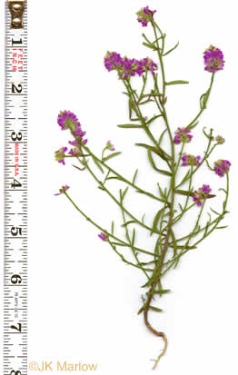 image of Polygala curtissii, Curtiss's Milkwort, Appalachian Milkwort