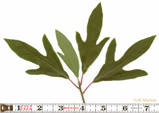 image of Sassafras albidum, Sassafras