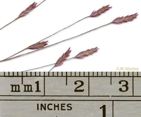 spikelet