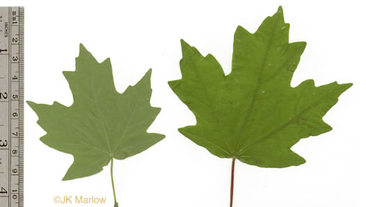 Acer floridanum, Southern Sugar Maple, Florida Maple