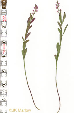 image of Polygala polygama, Racemed Milkwort, Bitter Milkwort