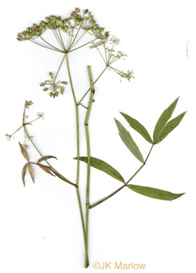 image of Oxypolis rigidior, Cowbane, Pig-potato, Stiff Cowbane