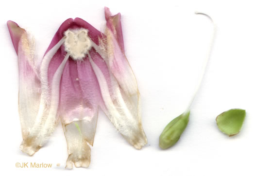 image of Chelone glabra, White Turtlehead