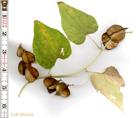 image of Dioscorea villosa, Common Wild Yam, Streamhead Yam, Yellow Yam