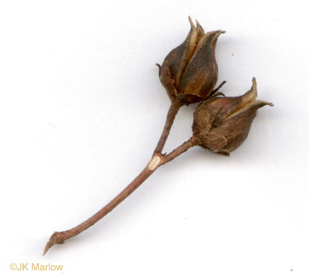 image of Sabatia angularis, Rose-pink, Bitterbloom, Common Marsh-pink, American Centaury