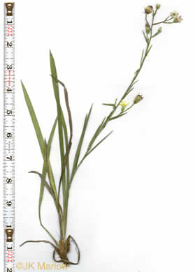 image of Pityopsis aspera var. adenolepis, Carolina Silkgrass, Pineland Silkgrass, Grassleaf Goldenaster